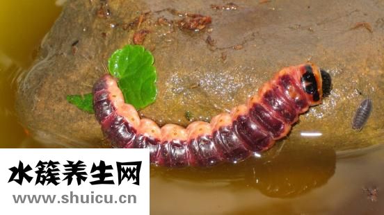 膀胱在哪個位置圖