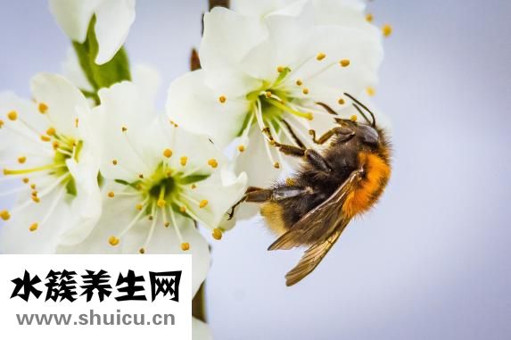 杏鮑菇煮多久可以熟