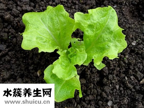 營養(yǎng)成分表查詢