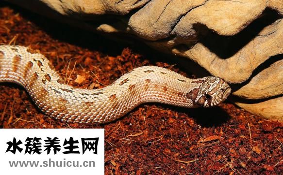 慢性病毒性肝炎