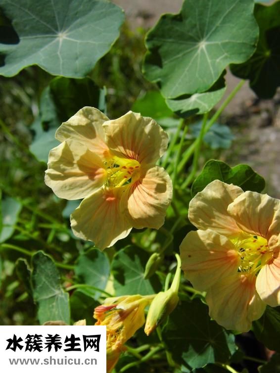 椰青和椰子的區別