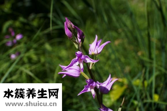 蘇葉的功效與作用