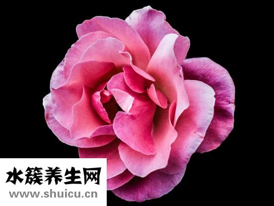 淋巴排毒怎么排