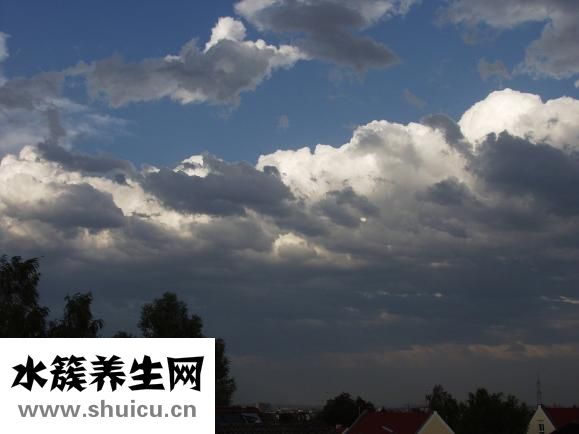 鐵笛片的功效與作用