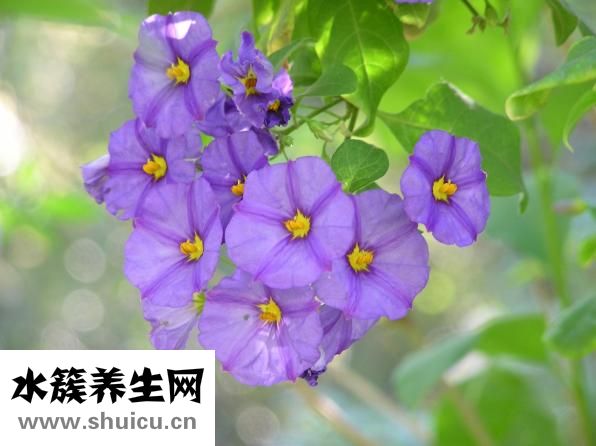 痰核是什么意思