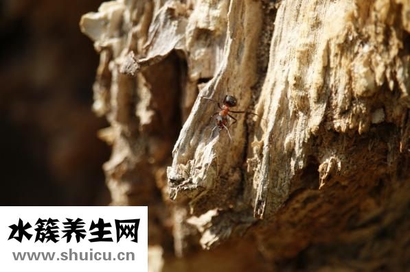 牙齒痛怎么治好