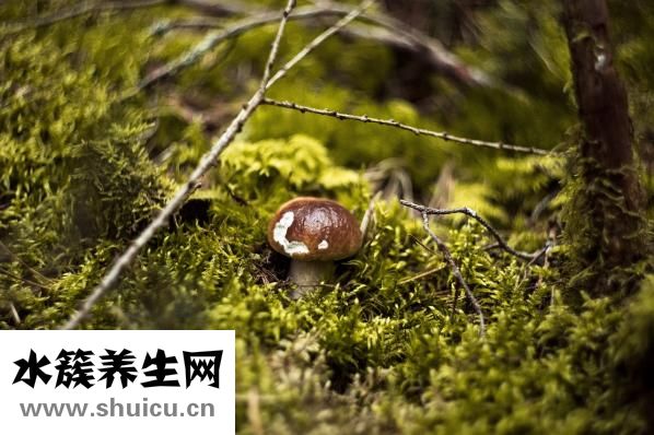 油麥菜可以生吃嗎