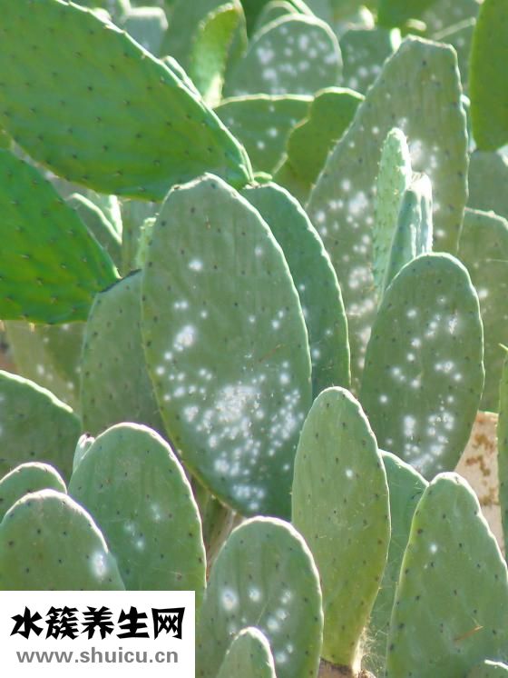 虱子卵怎么去除