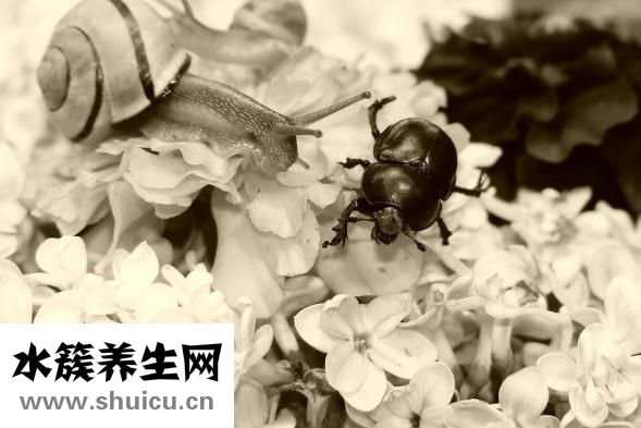 蛇纏腰會傳染嗎