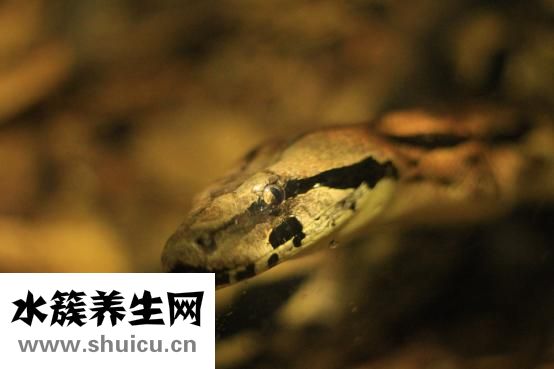 孕婦可以吃烏魚嗎