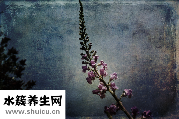 心病有什么癥狀