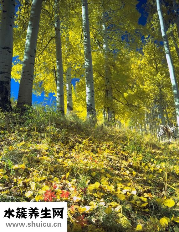 玉米面餅子怎么做