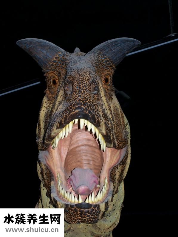 牙齒痛怎么治好