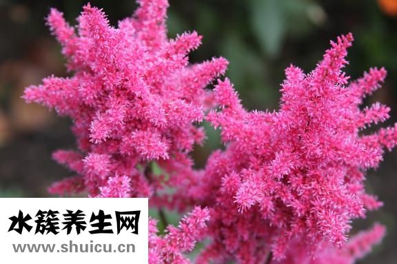 替羅非班說明書