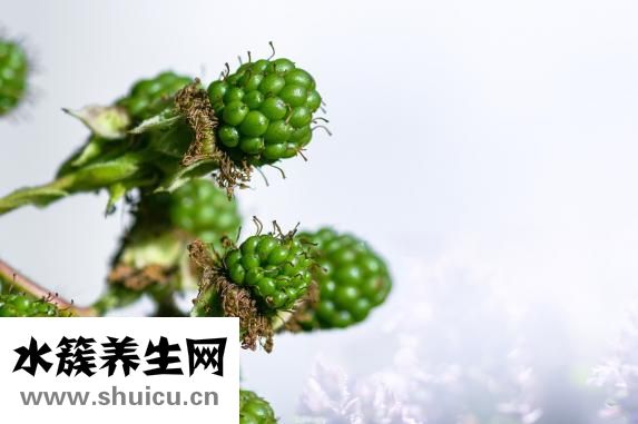 油麥菜可以生吃嗎