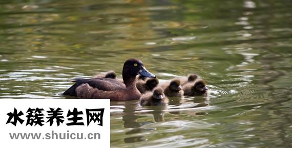 寶寶多大會抬頭