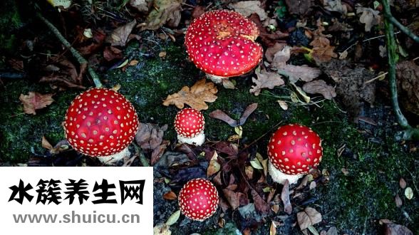 腰花怎么炒好吃