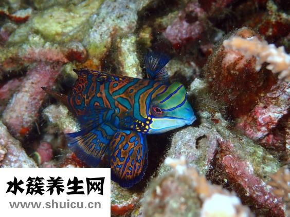 魚屬于海鮮類嗎