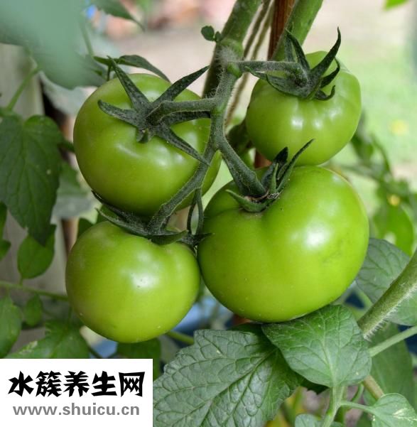 痛風(fēng)能吃什么菜