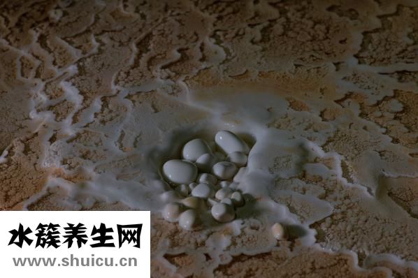 螃蟹的營養價值