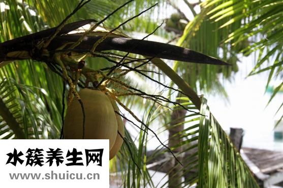 熟豬肝可以冷凍嗎