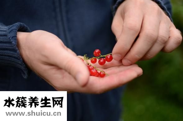 螃蟹的營養價值