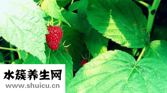 藍莓孕婦可以吃嗎