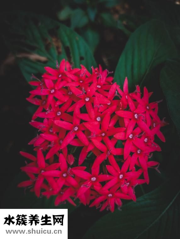 皮膚有紅色斑點