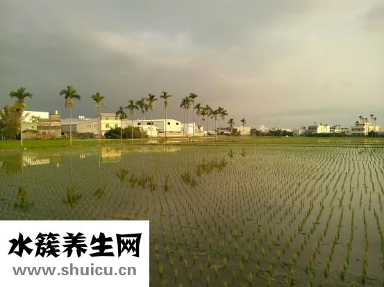 檳榔是什么東西