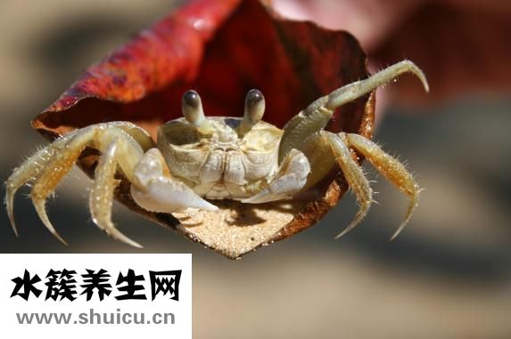 榨汁機能打豆漿嗎