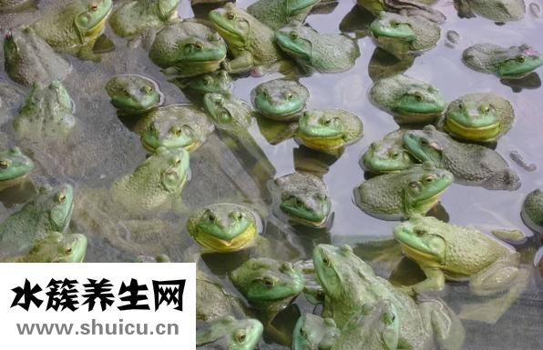 田雞和牛蛙的區別