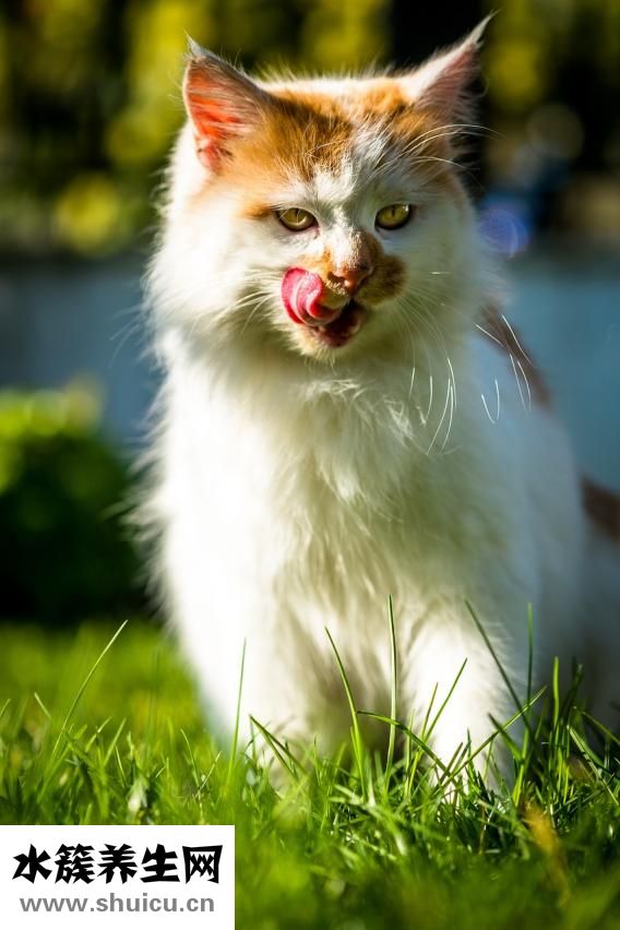 羊鞭的功效與作用