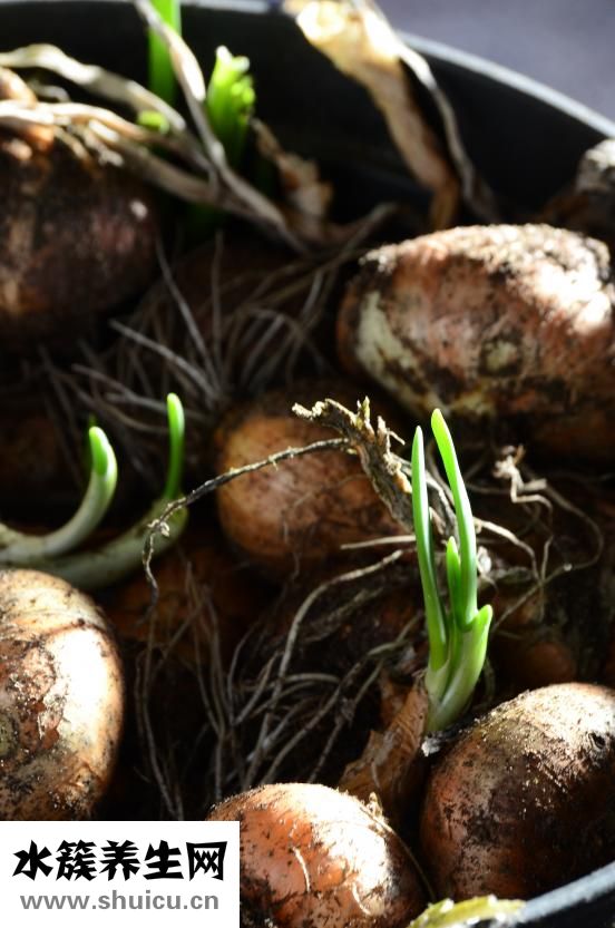 洋蔥可以炒雞蛋嗎