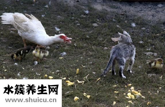 肺部結節做手術