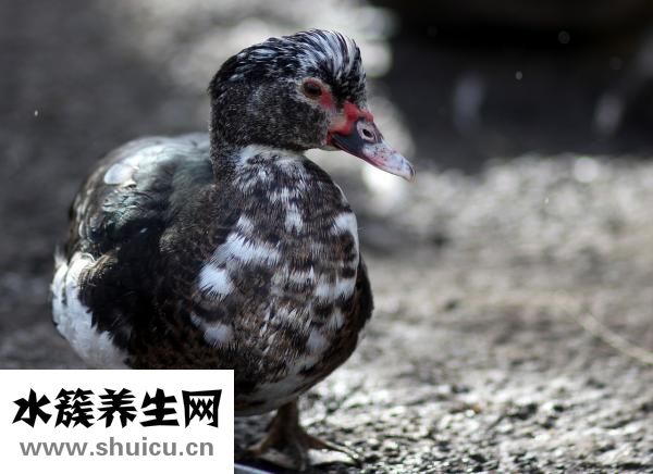 肺部結節做手術