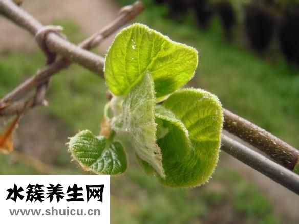 孕婦可以吃咸鴨蛋嗎