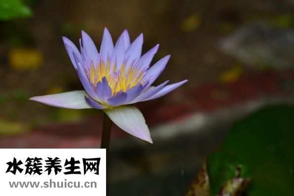 蓮子百合銀耳湯