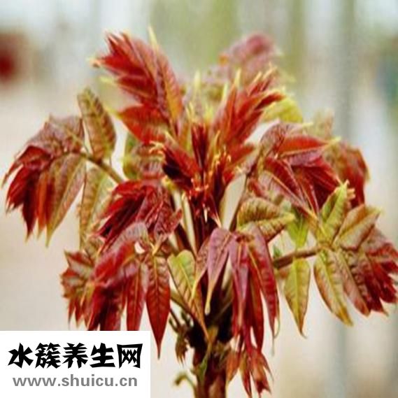 香椿需要焯水嗎