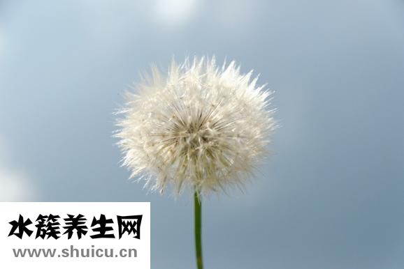 蒲公英性味歸經