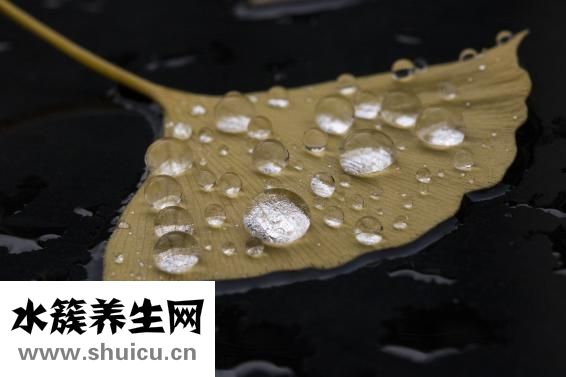 銀杏葉滴丸說明書