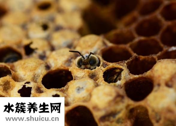 珍珠粉如何祛斑