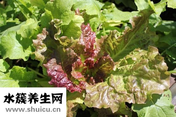 萵苣的做法大全