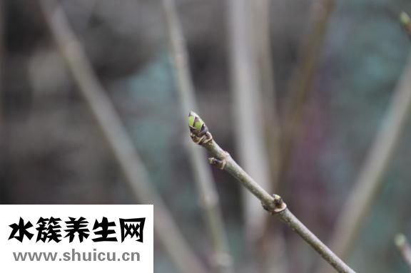 胰島功能恢復(fù)