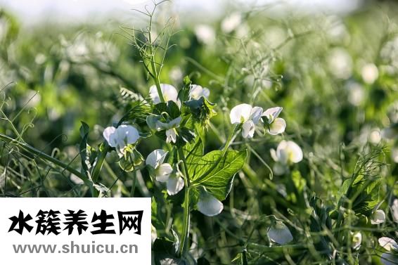 豌豆粒怎么做好吃