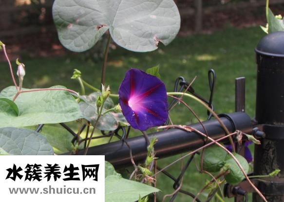 牽牛花的特點(diǎn)