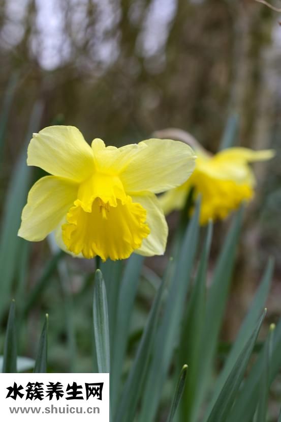牽牛花的特點(diǎn)