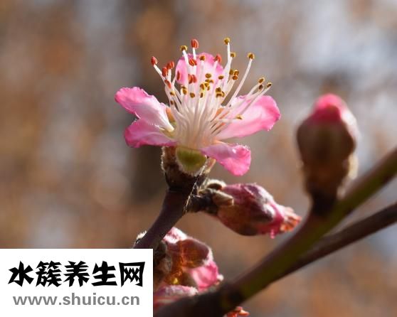 桃樹(shù)重要的三遍藥