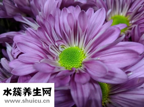 胃火旺怎么調理