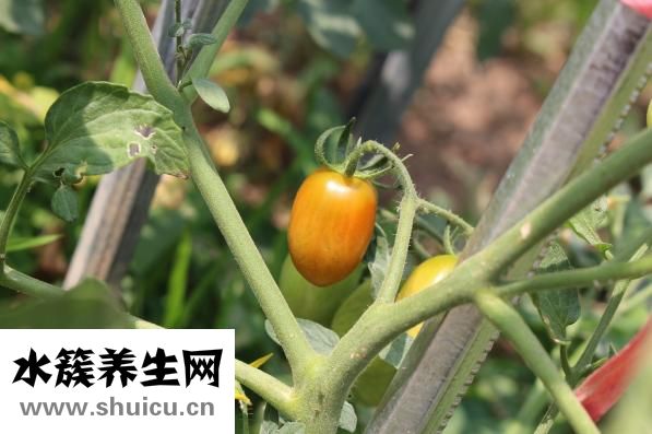 羊排怎樣做最好吃