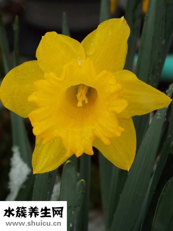 牽牛花的特點(diǎn)